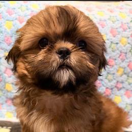 Mason - Red male Shih Tzu puppy in Hemet, California from Aloha Shih Tzu