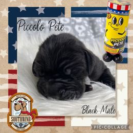 Piccolo Pete - Black male Great Dane puppy in White City, Kansas from Southwind Great Danes