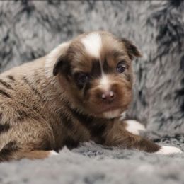 Blue-Eyed Red Merle Male 1 - Red merle male Toy Australian Shepherd puppy in Leighton, Alabama from Isbell Land & Livestock, LLC