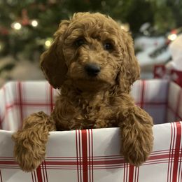 Paris - Red  female Goldendoodle puppy in South Jordan, Utah from Wasatch Pup