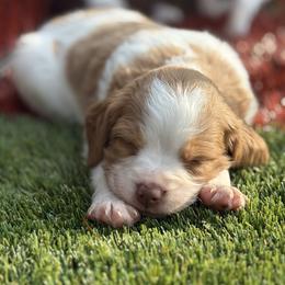 Beau - Orange and white male Brittany puppy in Adairsville, Georgia from Rocking L Farms