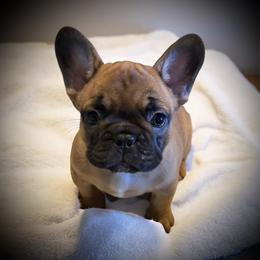 Pibbles - Liver male French Bulldog puppy in Rochester, Washington from Frenchie Bulldog Kisses