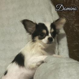 Domino - Black and white male Chihuahua puppy in Henderson, Kentucky from Western Kentucky Chihuahua’s and Chinese Crested’s