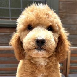 Blitzen - Red  Poodle puppy in Arroyo Grande, California from Ever So Clever Poodles