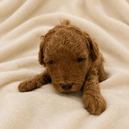 Billie - Red  female Goldendoodle puppy in Sacramento, California from Little legacy doodles