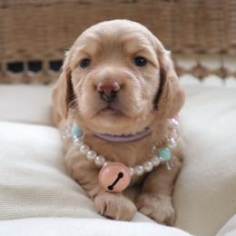 Girl 1 - Cream female Dachshund puppy in Mc Donough, Georgia from Hot Diggity Doxies