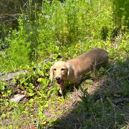 Rose - Dachshund