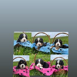 Bernese Mountain Dog Puppies from Foggy Mountain Berners