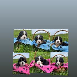 Bernese Mountain Dog Puppies from Foggy Mountain Berners
