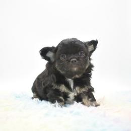Honor - Black and tan male Chihuahua puppy in Bulls Gap, Tennessee from Smokey Mountain Chihuahuas