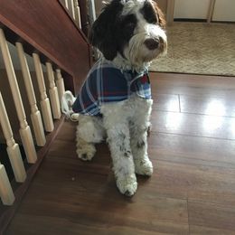 Portuguese Water Dog Puppies from Prestige Portuguese Water Dogs