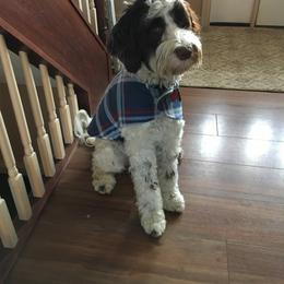 Portuguese Water Dog Puppies from Prestige Portuguese Water Dogs