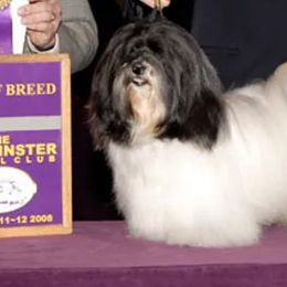 Havanese from Yup's Havanese