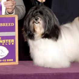 Havanese from Yup's Havanese