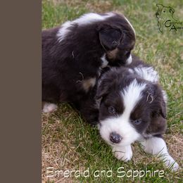 Australian Shepherd Puppies from Cedarville Aussies