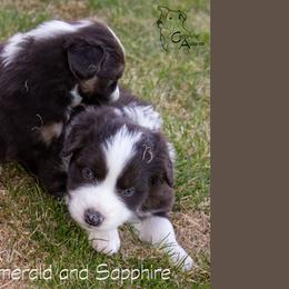 Australian Shepherd Puppies from Cedarville Aussies