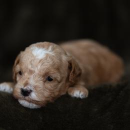 Zelda - Red female Cavapoo puppy in Kalamazoo, Michigan from Sleeping Bear Kennels