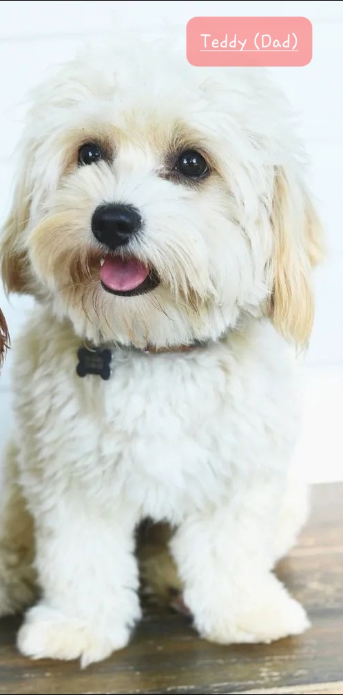 Teddy - Assorted Doodle Crosses