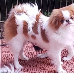 Japanese Chin and Pomeranian Puppies from Wyndgate Japanese Chin