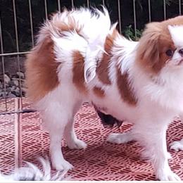 Japanese Chin and Pomeranian Puppies from Wyndgate Japanese Chin
