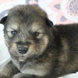 Azure - Red - Agouti and white male Alaskan Malamute puppy in Independence, Virginia from New River Valley Malamutes