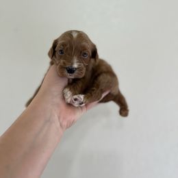 Cosmos - Red male Double Doodle puppy in San Jose, California from Doodle Amore