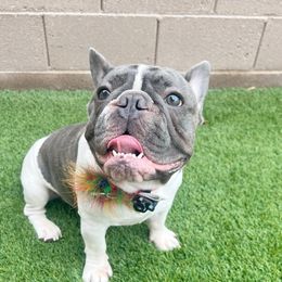 Rip - French Bulldog
