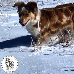 Rosie - Red merle female Toy Australian Shepherd puppy in Jaroso, Colorado from Heaven Sent Aussies