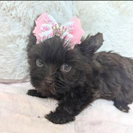 Barbie - Liver female Yorkshire Terrier puppy in Gaylesville, Alabama from Sweet Alabama Yorkies