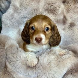 Cheddar - Cream male Dachshund puppy in Lincoln, California from ForeversEdge Doxies