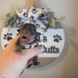 Ansley - Black and tan female Yorkshire Terrier puppy in Clermont, Florida from Bella's Prissy Butts