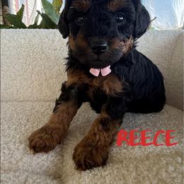 Girl 2 - Phantom female Poodle puppy in Salem, Missouri from Meadowbrook Poodles