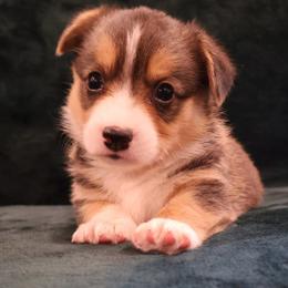America - Black and tan female Pembroke Welsh Corgi puppy in Arcanum, Ohio from Weissway Corgis