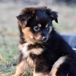 Bode - Black tri male Miniature Australian Shepherd puppy in Wichita Falls, Texas from Shooting Stars Ranch Toy and Mini Aussies