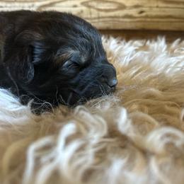 Male 1 - Dark Green - Sable male Working Dog Cross puppy in Pleasant View, Colorado from Pails & Provisions Farm