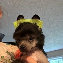 Red - Black male Chinese Crested puppy in Cedartown, Georgia from Heartesha