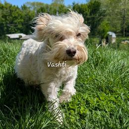 Vashti - Miniature Schnauzer