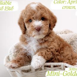 Green - Apricot male Goldendoodle puppy in Reno, Nevada from Darling Doodles