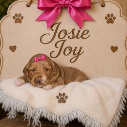 Josie Joy - Red  female Goldendoodle puppy in Valdosta, Georgia from Designer Doodles of South GA