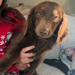 Ot - Dachshund