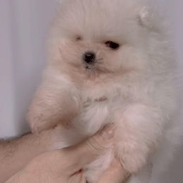 Pomeranian Puppies from Luna Kennel