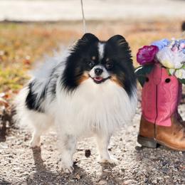 Hex - Pomeranian