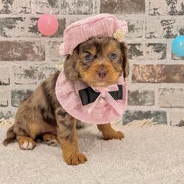 Bingo - Merle female Australian Labradoodle puppy in Taylor, Michigan from Mi Best Doodle Ever, LLC