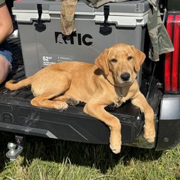 Labrador Retriever Puppies from Oak Hollow Retrievers