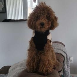 Dolly - Poodle