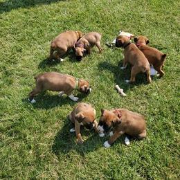 Boxer Puppies from Tanya Klopfenstein