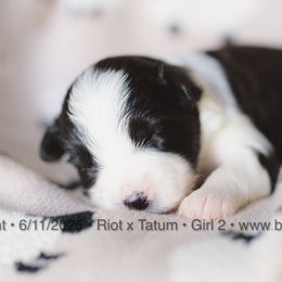Girl 2 - Black and white female Border Collie puppy in Bryantown, Maryland from Bellaclan Border Collies