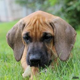 Rhodesian Ridgeback Puppies from Karhiba Rhodesian Ridgebacks