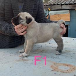 Female 1 - Fawn female Anatolian Shepherd Dog puppy in Daggett, Michigan from T&S Anatolians