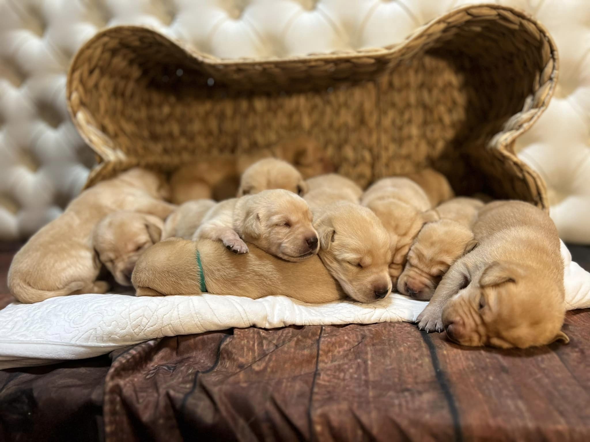 Skyline Drive Kennels in Indiana Labrador Retriever puppies Good Dog
